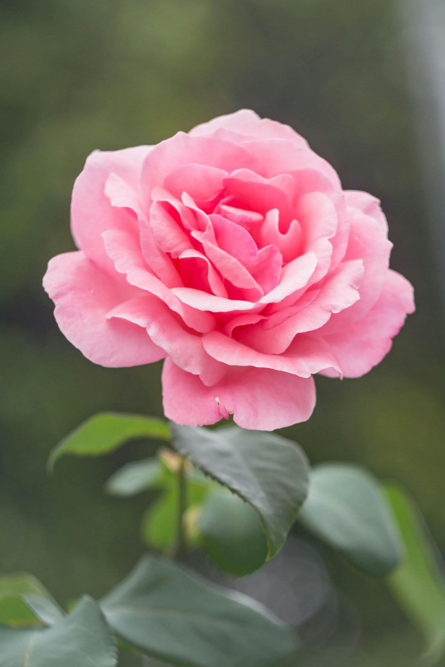 Flores Artificiales
